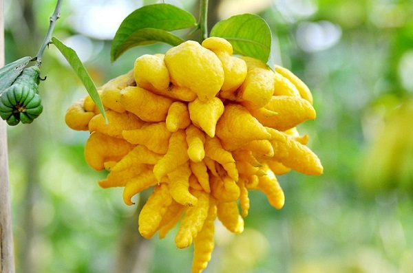 Cách chọn quả phật thủ đẹp