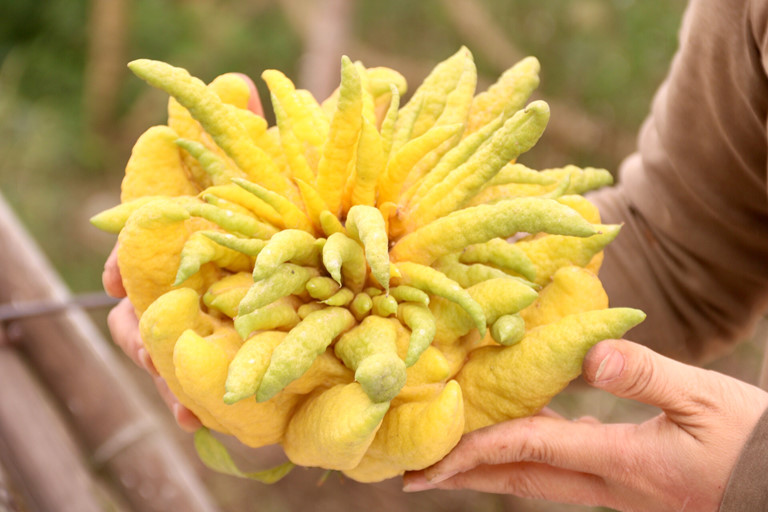 Một số hình ảnh quả Phật thủ đẹp