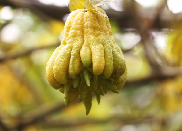 Cách bày phật thủ đẹp