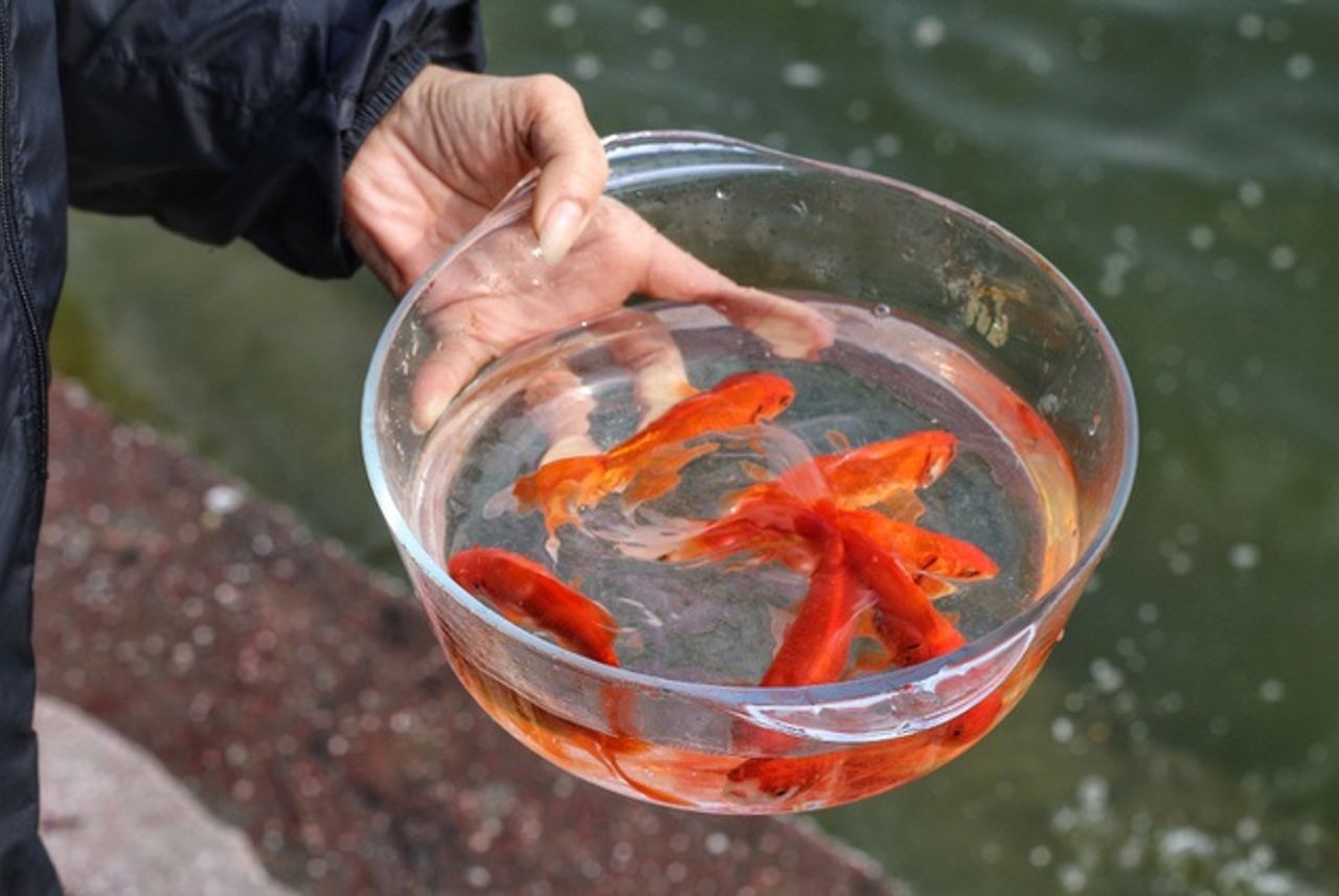 Văn khấn thả cá ông Táo 2022