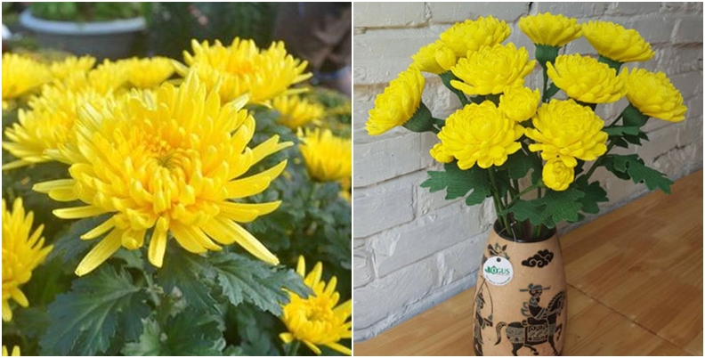 Bí quyết cắm hoa cúc tươi lâu trong dịp Tết