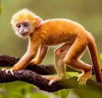 Tuổi Thân mở hàng ngày nào đẹp 2023?