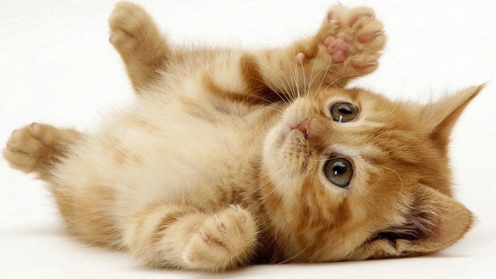 Viết 3 - 5 câu kể lại hoạt động của một con vật mà em quan sát được