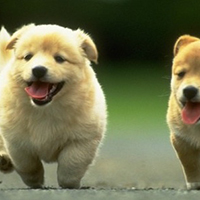 Top 6 Viết 3-5 câu kể lại hoạt động của một con vật mà em quan sát được lớp 2