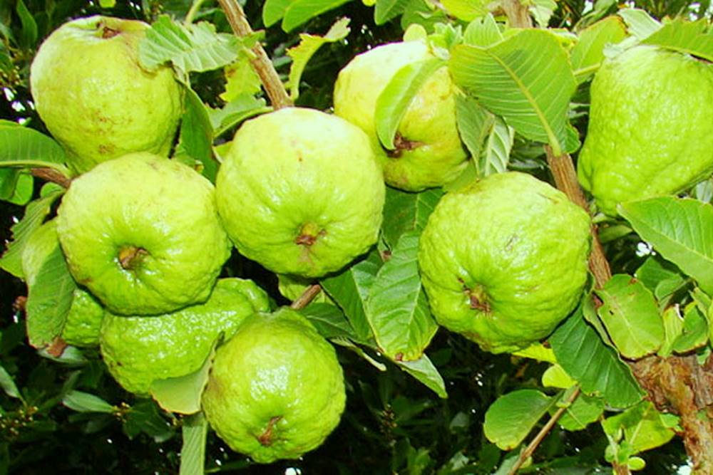 Lập dàn ý miêu tả một cây ăn quả quen thuộc