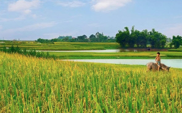 Viết đoạn văn tả vẻ đẹp của cảnh vật lúc bình minh