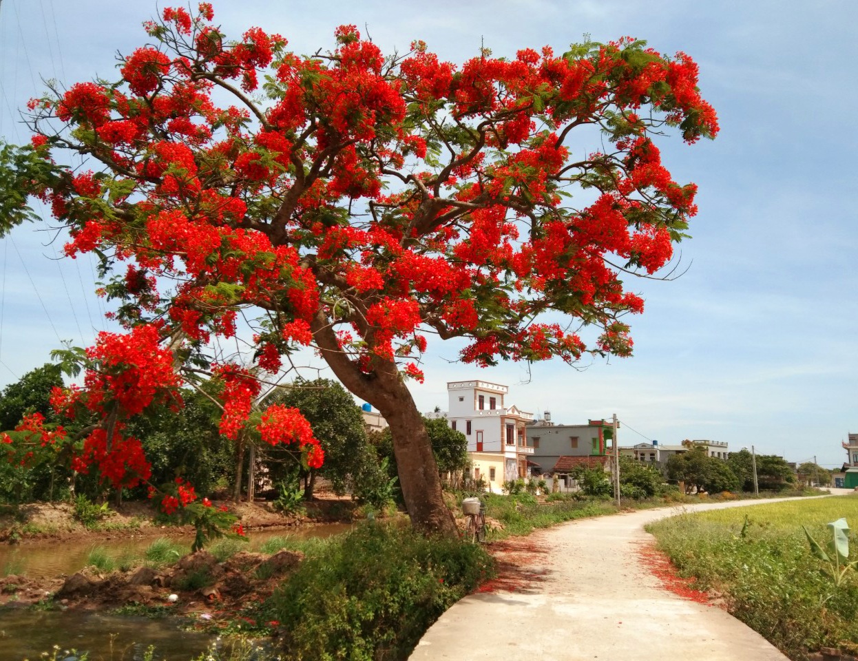 Tả một cây có bóng mát 