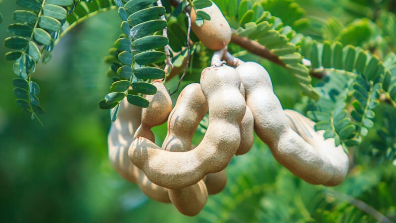 Bài văn tả cây bóng mát lớp 4