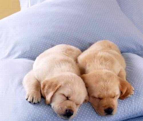 Viết 3 - 5 câu giới thiệu tranh (ảnh) về con chó em yêu thích