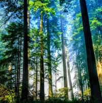 Chứng minh rừng đem lại lợi ích to lớn cho con người