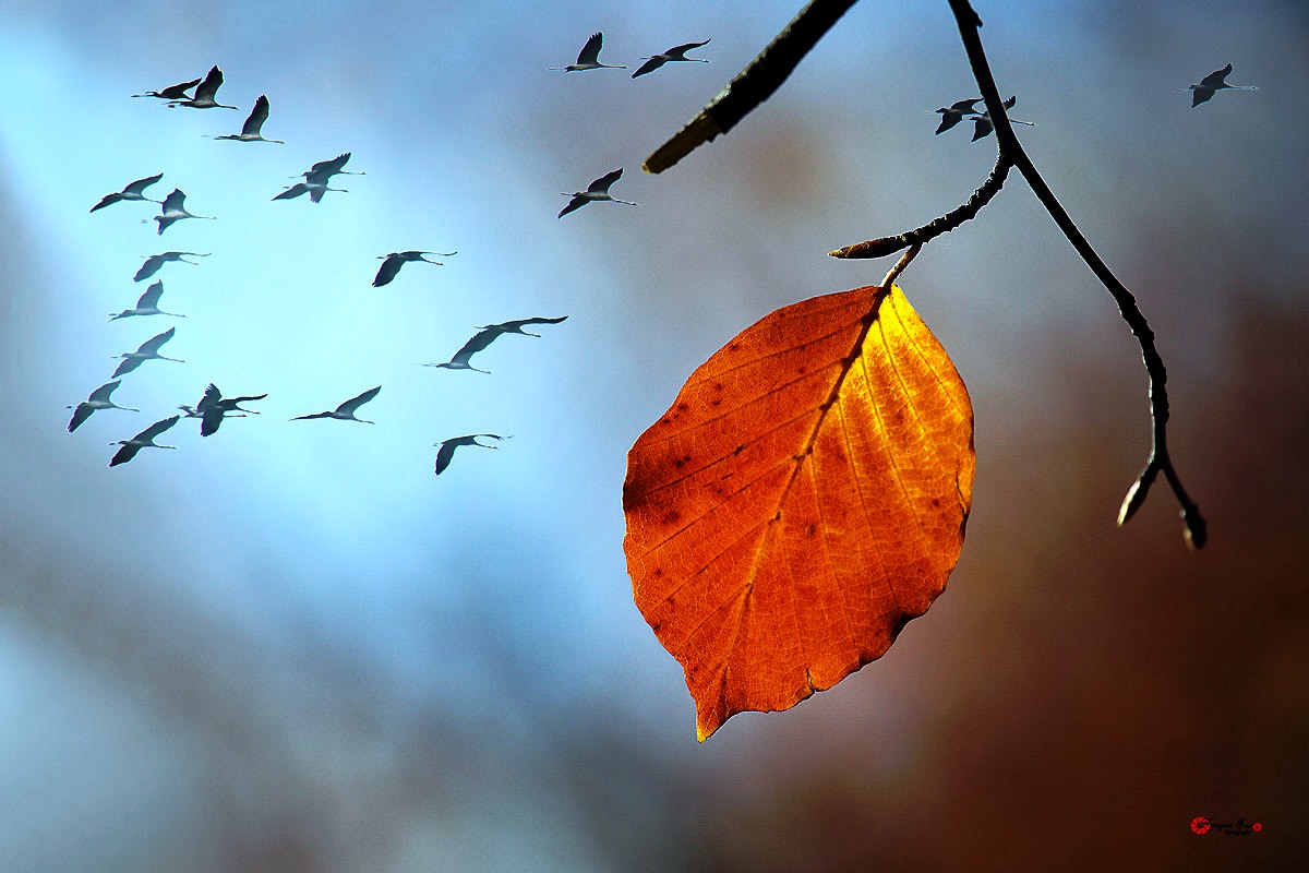 Viết bài văn trình bày ý kiến về một hiện tượng đời sống được gợi ra từ cuốn sách đã đọc