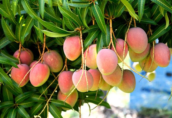 Tả cây xoài trong vườn nhà em