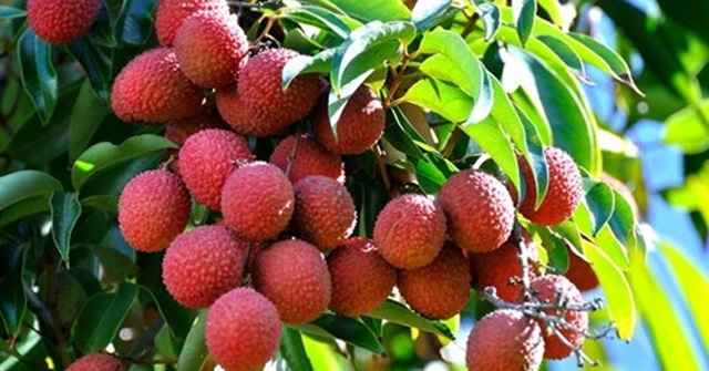 Tả một cây ăn quả, cây hoa mà em yêu thích