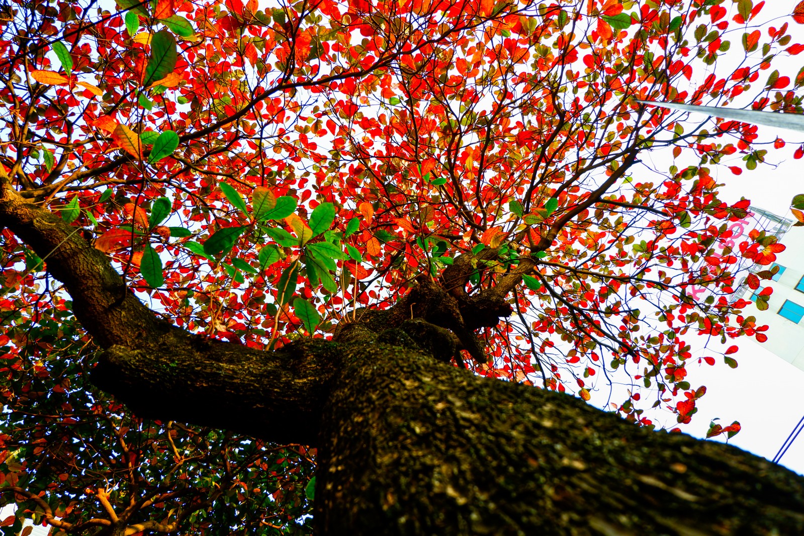 Tả một cây bóng mát (hoặc cây ăn quả, cây hoa) mà em yêu thích