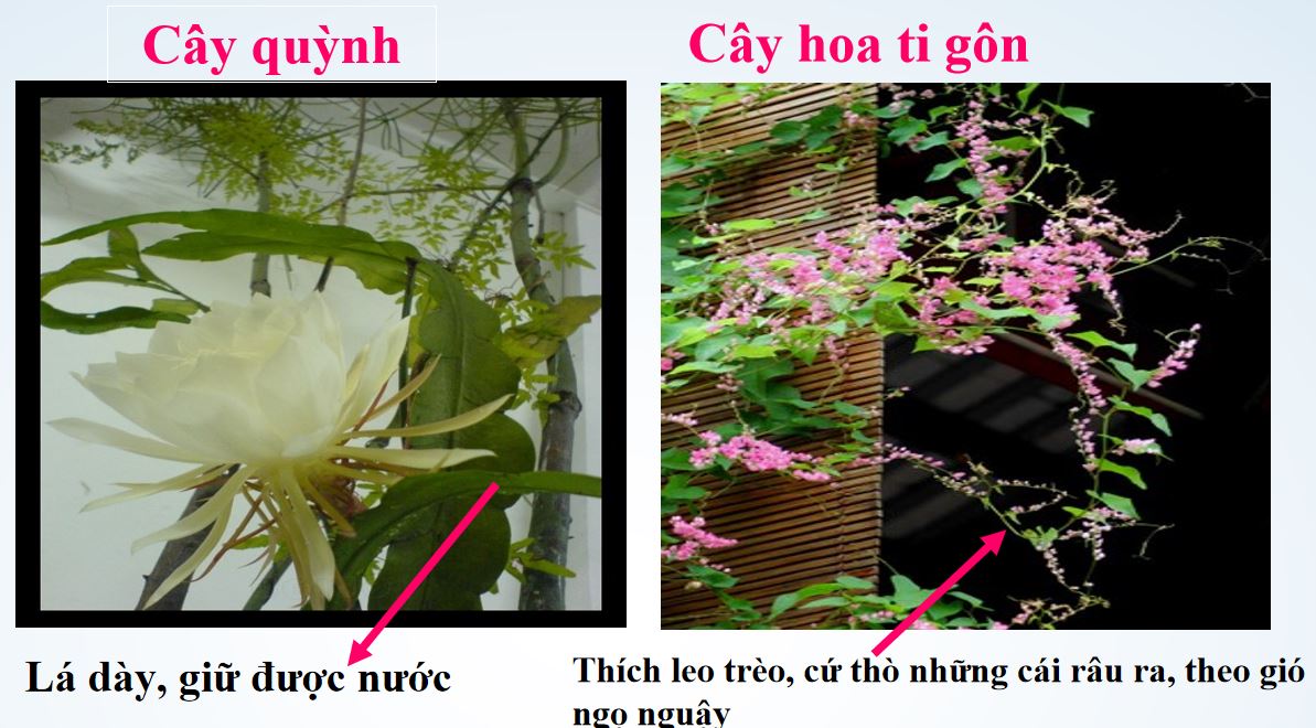 Đáp án module 9 môn Tiếng Việt