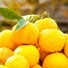 Yuzu là gì? Quả Yuzu là gì?