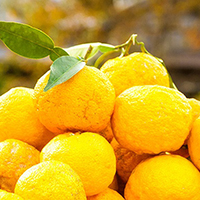 Yuzu là gì? Quả Yuzu là gì?