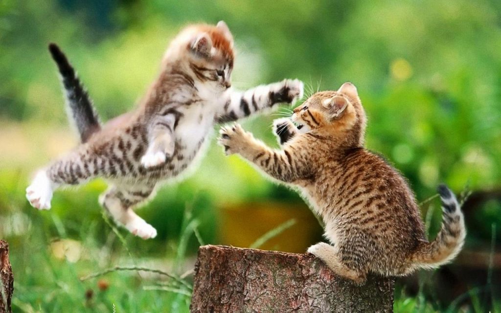 Tả con mèo ngắn