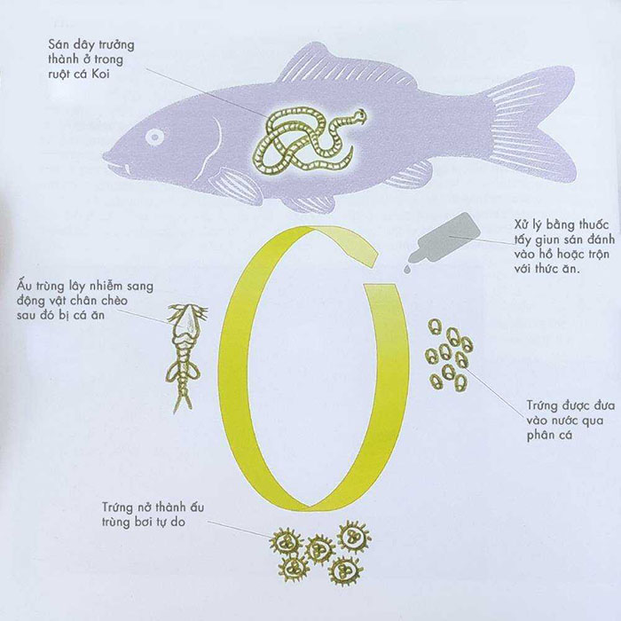  Hướng dẫn chẩn đoán, điều trị và phòng bệnh sán dây 