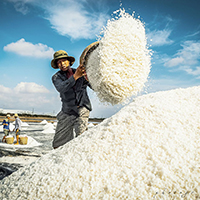 Thời tiết như thế nào thì nhanh thu hoạch được muối? Tại sao?