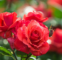 Hãy tưởng tượng mình là một cái cây, một bông hoa hoặc một con vật cưng trong nhà và viết khoảng năm câu thể hiện cảm xúc khi hóa thân vào chúng