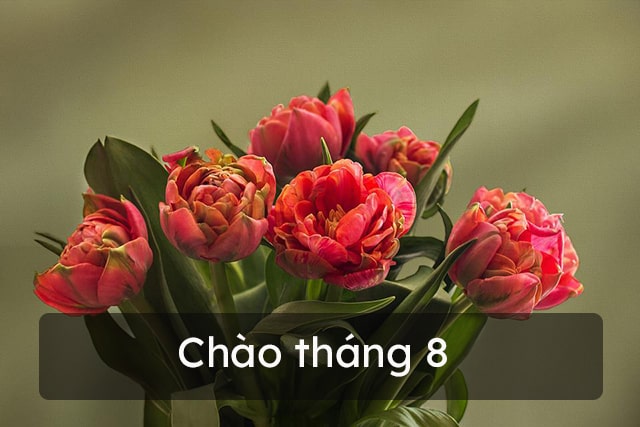 Hình ảnh chào tháng 8 đẹp