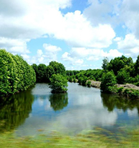 Em có ấn tượng như thế nào về con người và rừng phương Nam?