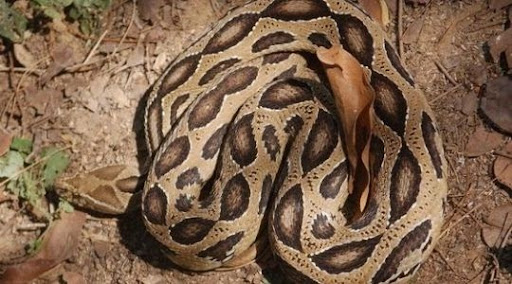 Con nưa là con gì?