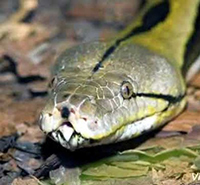 Con nưa là con gì?