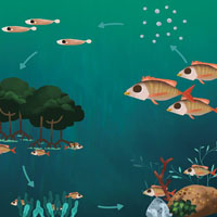 Mô tả các cấp độ tổ chức sống