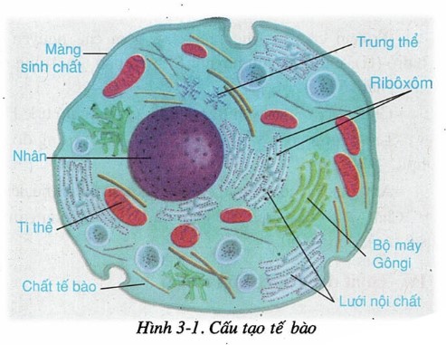 Cấu tạo tế bào