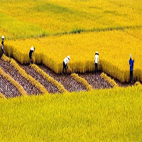 Nội dung bài Quang cảnh làng mạc ngày mùa