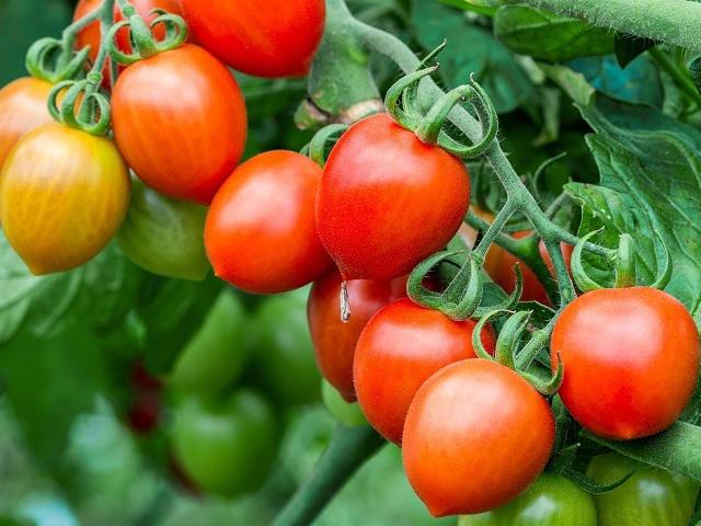 Ví dụ về tương quan trội - lặn trong thực tiễn sản xuất