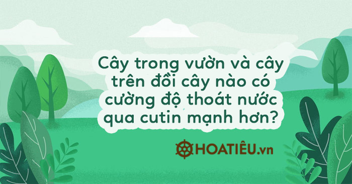 Cây trong vườn và cây trên đồi cây nào có cường độ thoát nước qua cutin mạnh hơn?