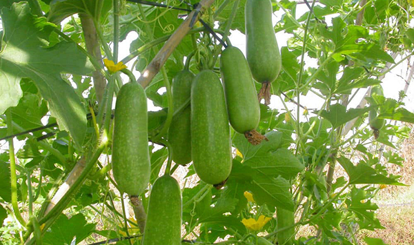 giải thích câu Bầu ơi thương lấy bí cùng