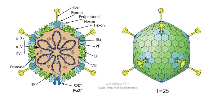Cấu trúc Virus Adenovirus