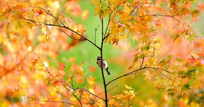 Sức hấp dẫn của 1 bài thơ nằm ở những yếu tố nào