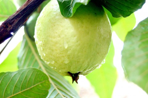 Điểm giống và khác nhau giữa hai văn bản Lời của cây và Sang thu