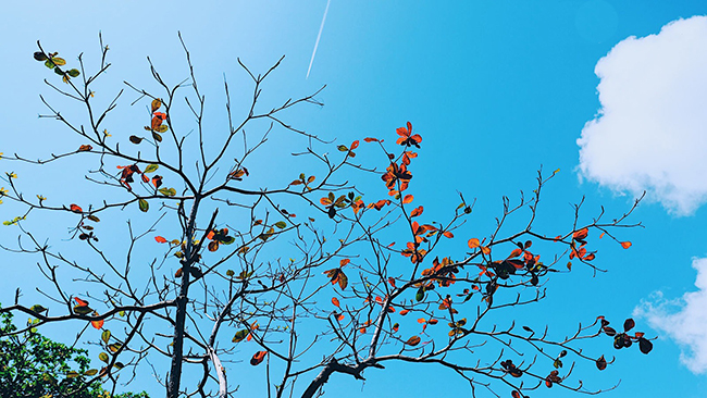 Soạn bài Trở gió câu 1