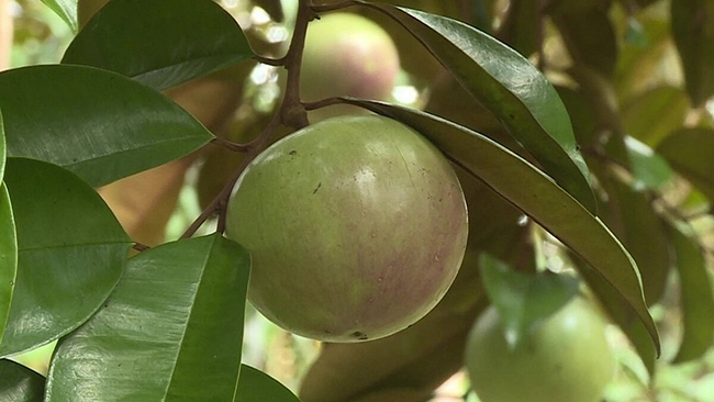 Vì sao tác giả khẳng định mùa gió chướng là mùa thu hoạch?