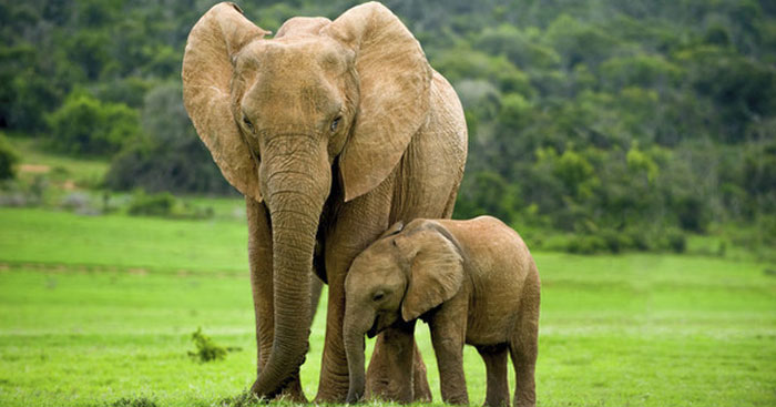 Cảm nhận về văn bản Ông Một