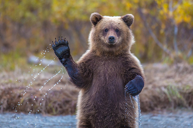 Soạn Những tình huống hiểm nghèo lớp 7