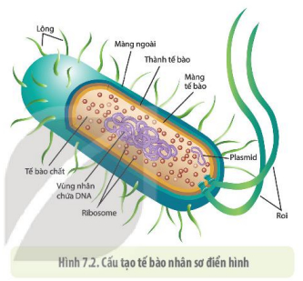 Roi và lông khác nhau ở điểm nào?