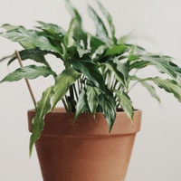 Quang hợp diễn ra chủ yếu ở cơ quan nào của cây, tại sao?