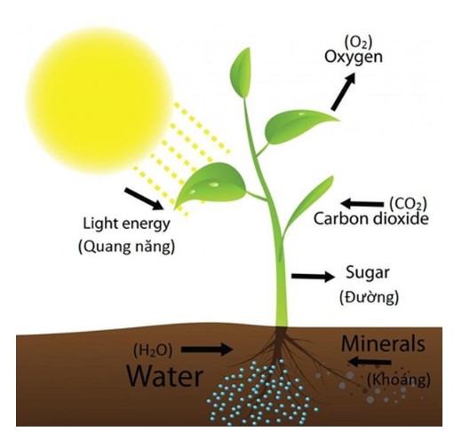 Quá trình quang hợp của cây