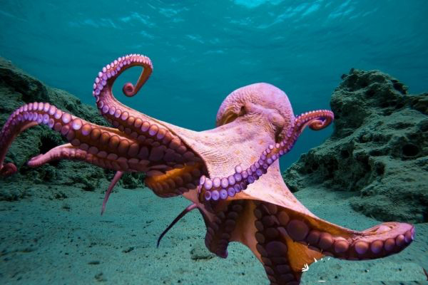 Tóm tắt Bạch tuộc ngắn nhất