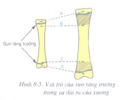 Hình 8-5: Vai trò của sụn tăng trưởng