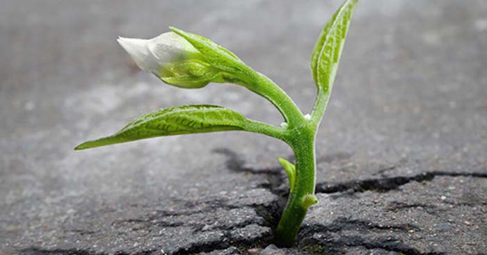 Làm thế nào để con người vượt lên số phận của chính mình trong cuộc sống?