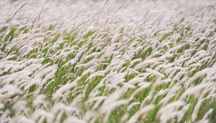 Soạn bài Trở gió - Nguyễn Ngọc Tư