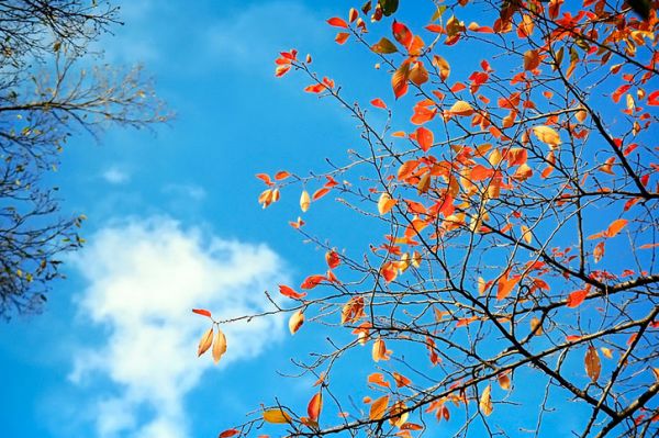 Hãy viết một đoạn văn với câu chủ đề Mùa thu trong thơ Nguyễn Khuyến